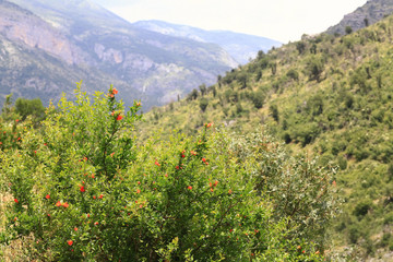 mountain landscape with mountain turbulent river in the gorge
