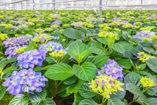 Blooming hydrangea plants in a greenhouse
