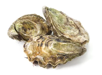 Gartenposter Fresh raw oysters isolated on white background © Alexstar