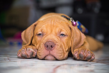 dog pit bull sleepy