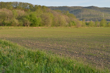 Fototapeta premium Spring field