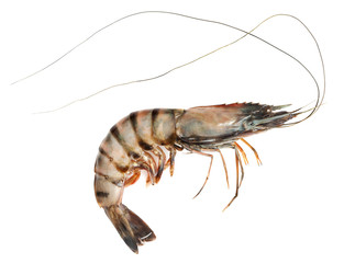 Raw black tiger shrimp isolated on white background