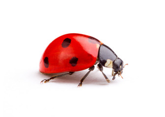 ladybug isolated on white background