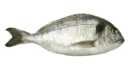 Dorado fish isolated on white background