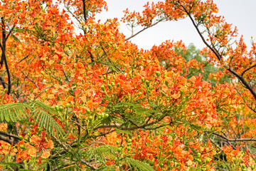Royal Poinciana in bloom