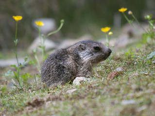 young marmot