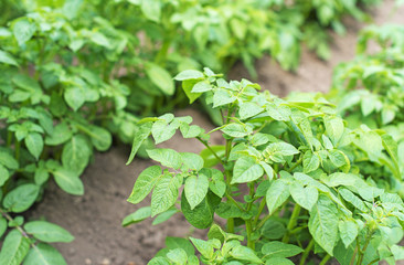 Field of green potato bushes.