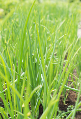 Fototapeta na wymiar Young green onion in the garden.