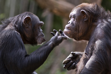 chimpanzee checks out the chin of another chimp  - obrazy, fototapety, plakaty