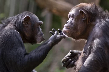 Foto op Plexiglas Aap chimpansee bekijkt de kin van een andere chimpansee