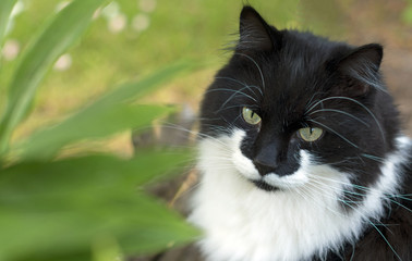 Portrait of stray feral cat outdoors.