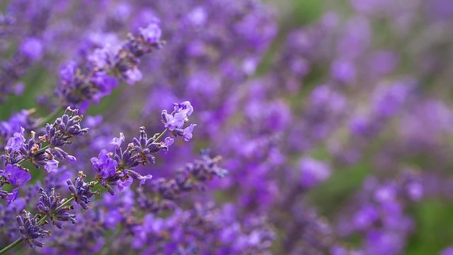 Lavender ina field, video