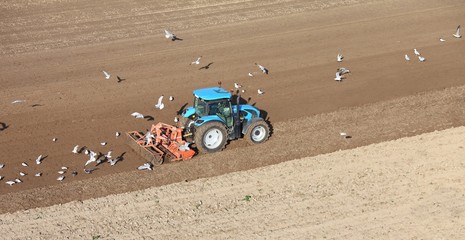 tracteur et mouettes