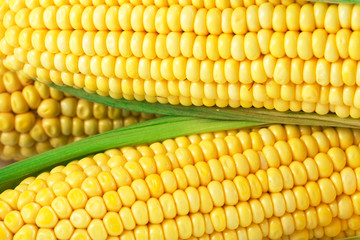 Corn