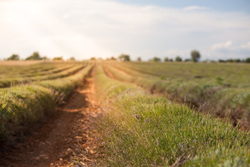 Fototapeta na wymiar Harvested lavender field