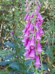 Obraz premium digitale