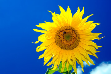 Obraz premium Sunflower