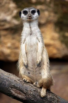 Meerkat (Suricata suricatta), also known as the suricate. © Vladimir Wrangel