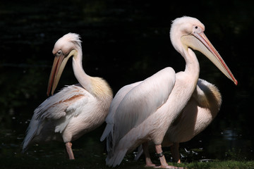 Great white pelican (Pelecanus onocrotalus).