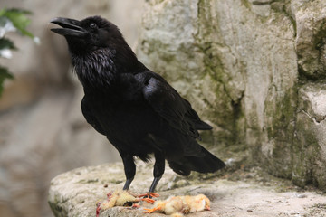 Common raven (Corvus corax).