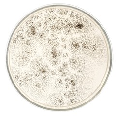 Fungi, penicillin, closeup.