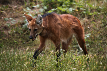 Maned wolf (Chrysocyon brachyurus). © Vladimir Wrangel