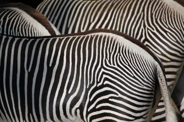 Rolgordijnen Grevy& 39 s zebra (Equus grevyi), ook bekend als de keizerlijke zebra. © Vladimir Wrangel