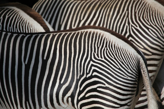 Fototapeta Grevy's zebra (Equus grevyi), also known as the imperial zebra.
