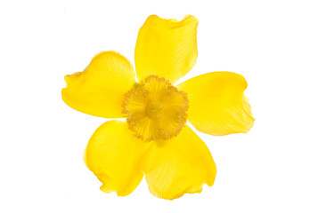 Obraz na płótnie Canvas yellow clamatis flower cutout