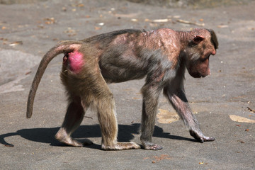 Hamadryas baboon (Papio hamadryas).