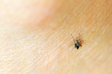Common house mosquito