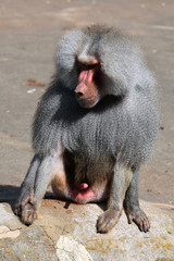 Hamadryas baboon (Papio hamadryas).