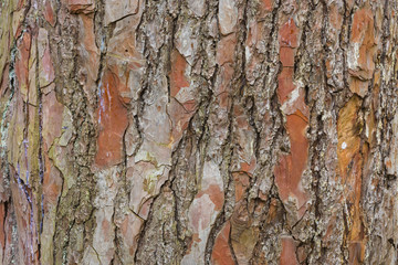bark of  coniferous tree