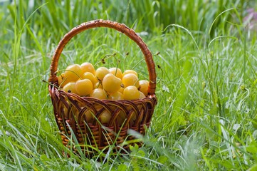 yellow cherries in a basket