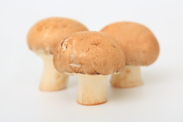 マッシュルーム