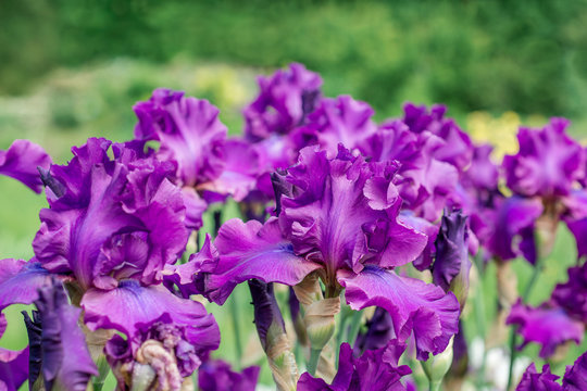 Flowers purple irises