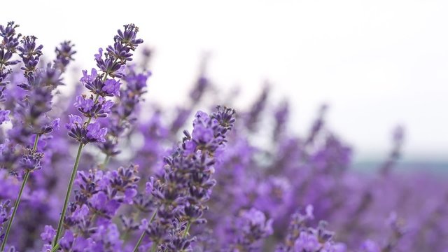 Lavender ina field, video