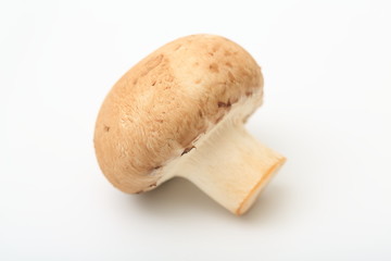 マッシュルーム