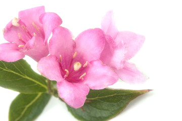Obraz na płótnie Canvas gentle pink beautiful flowers Weigel