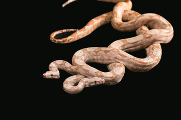 Trimeresurus puniceus