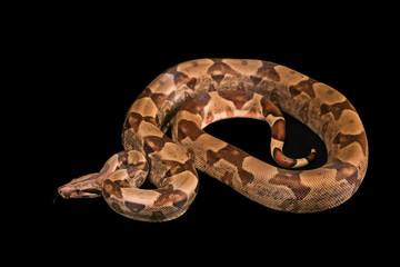 Boa constrictors  isolated on black background