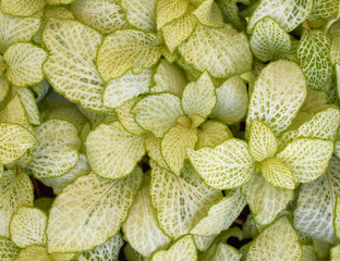 coleus plant foliage closeup, natural background