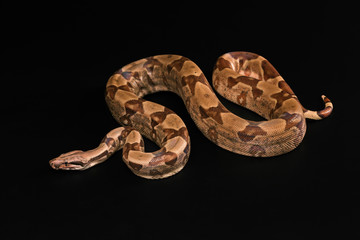 Boa constrictors  isolated on black background