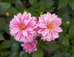 pink Dahlia flowers closeup in the garden