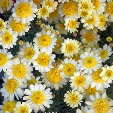 small white and yellow chrysanthemums closeup, natural background