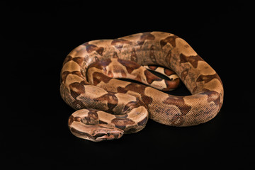 Boa constrictors  isolated on black background