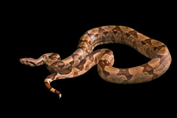 Boa constrictors  isolated on black background