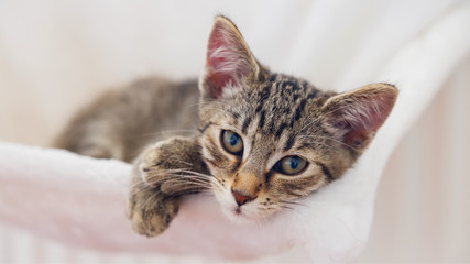 Macro portrait of tired little kitten looking at the camera