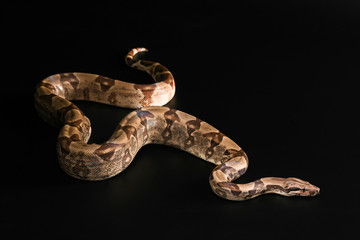 Boa constrictors  isolated on black background
