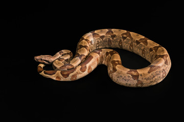 Boa constrictors  isolated on black background